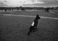 Letenská pláň, Praha, listopad 1989. (Ukázka z knihy Sametová revoluce).