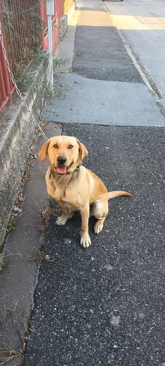 Vo Veľkom Šariši sa našiel psík a hľadáme jeho majiteľa, ktorý nás môže kontaktovať na tel. č. 051/321 41 11....