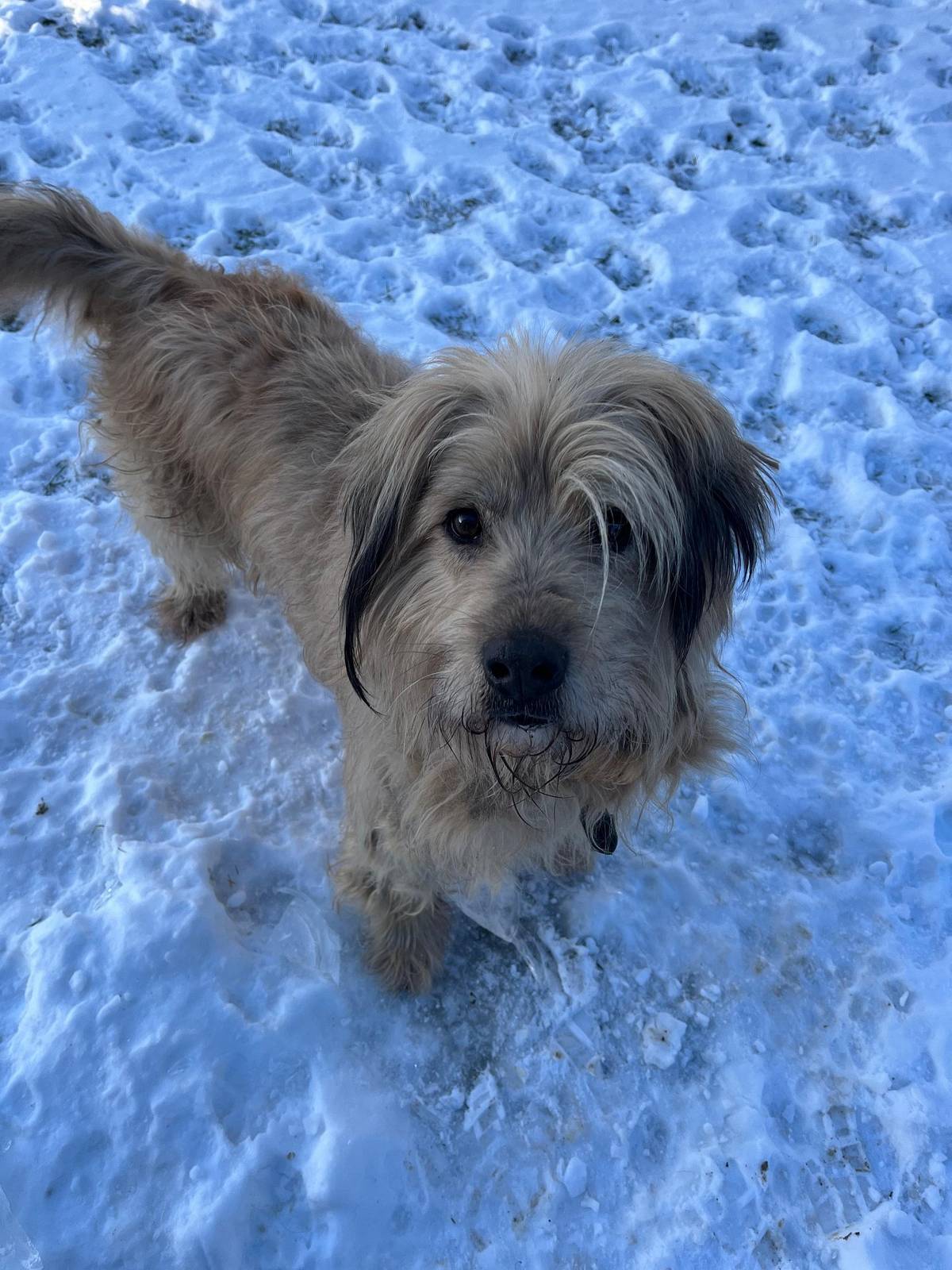 V pátek dne 19.1.2024 byl v obci Dobratice nalezen v části Podlesí potulující se pejsek. Na krku má opotřebený kožený obojek bez evidenční známky. Číslo čipu je 900115001111070. Pokud byste věděli, komu pejsek patří volejte tel. 724 617 286.