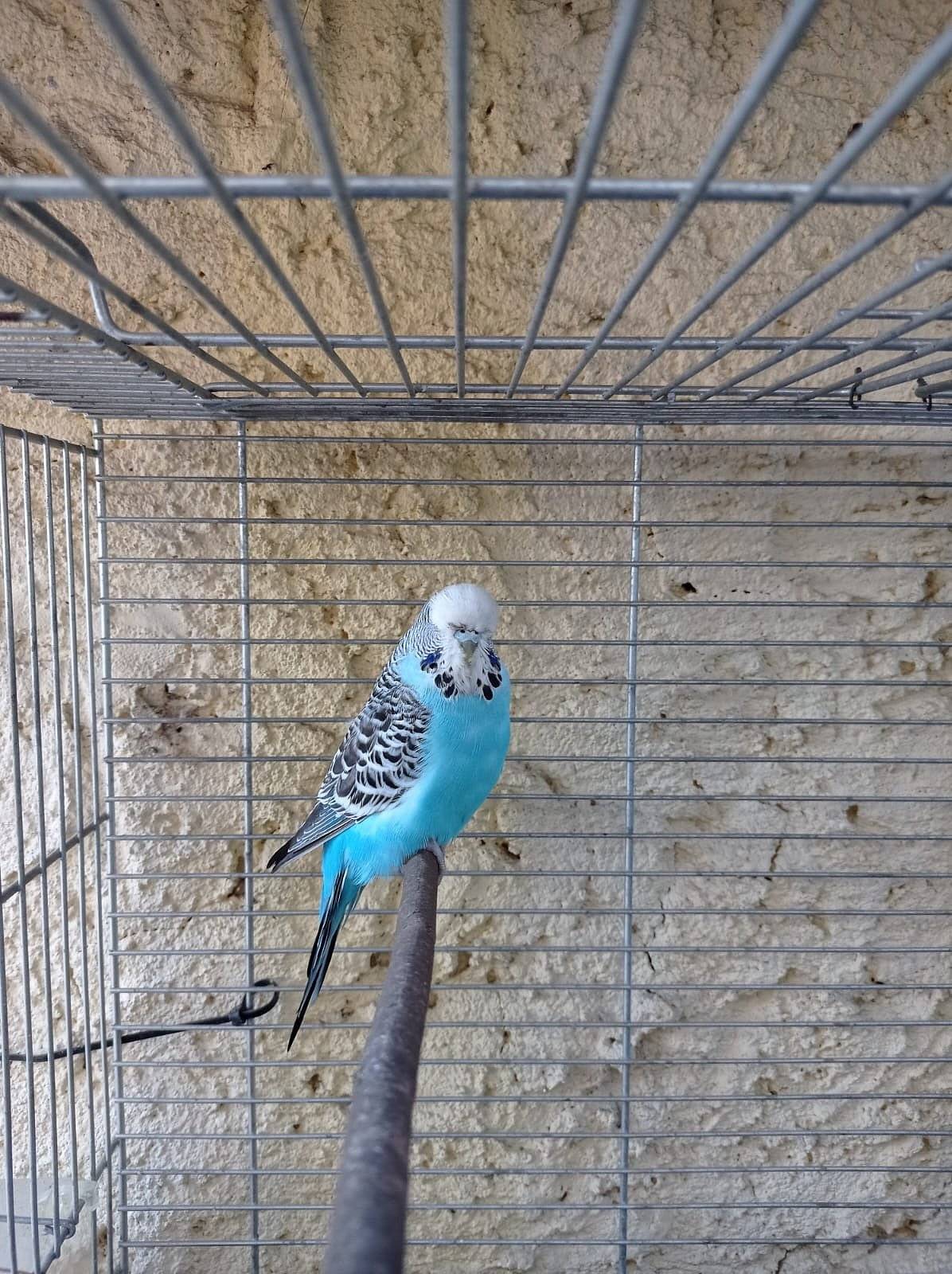 Hledá se majitel nalezené andulky. Pokud jednu krásnou modrou postrádáte, prosíme, volejte na číslo: 728 738 773 ☎️