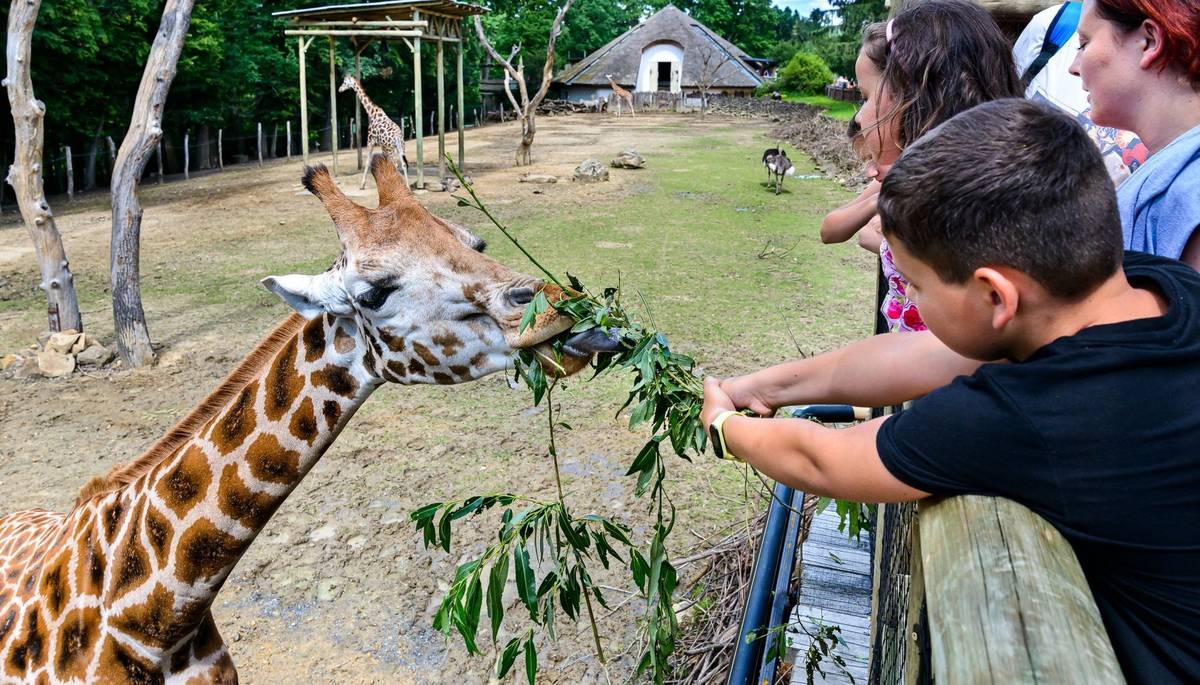 Zlín - Deset spojů navíc posílí mimořádně už od pátku 29. března přepravní kapacitu na trolejbusových linkách číslo 4 a 5 mezi centrem Zlína, Kostelcem, Štípou a ZOO Lešná. Dopravní společnost Zlín - Otrokovice tak vytváří po celou dobu Velikonoc dostatečné možnosti pro pohodlnou dopravu do ZOO.