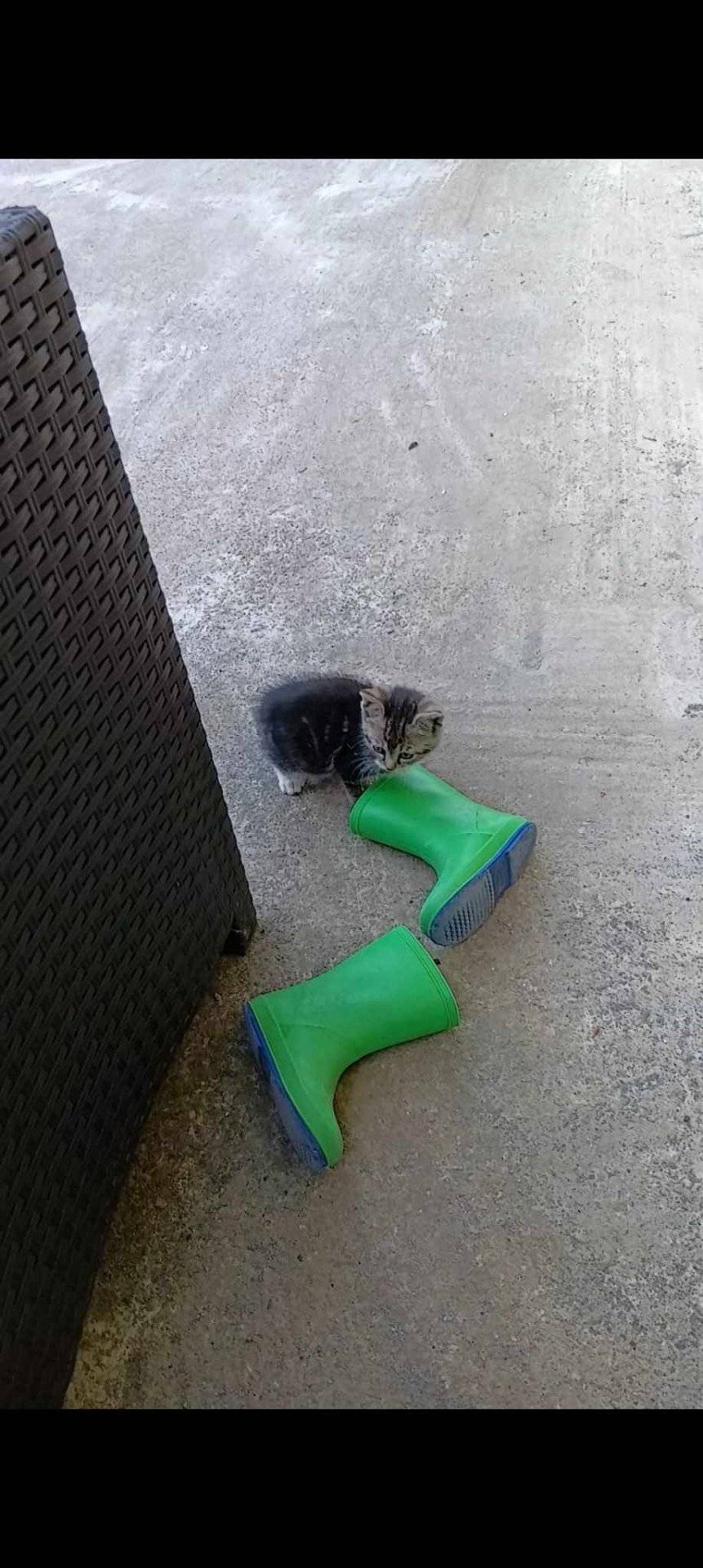 Mačiatko sa v piatok(17.5.2024)  pohybovalo na námestí OcÚ.
Hľadá ho majiteľka.
Ak by niekto mal nejaké info, chcem Vás poprosiť o správu na mobil 0905 185 346.