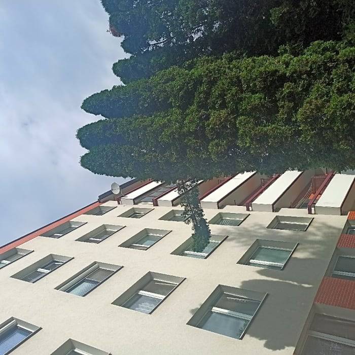 Provedeno ošetření dřeviny.