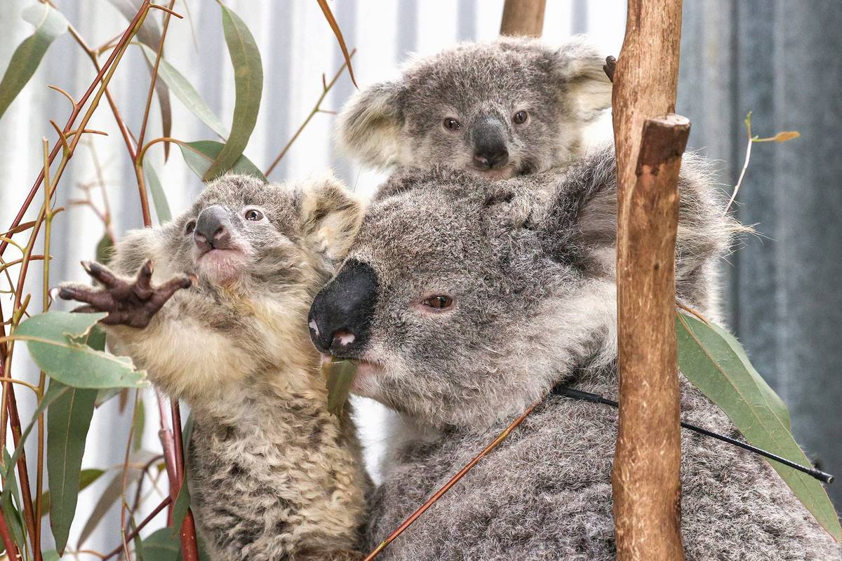 Koalům z australského Nového Jižního Walesu zcela vážně hrozí vyhynutí. Spousta dobrovolníků se dala do boje o jejich záchranu. Úsilí těchto lidí i smutný osud zvířat, jejichž populace je decimována požáry, kácením lesa i rozrůstáním měst, zachytil svým objektivem fotožurnalista Loren Elliott. Na tomto snímku je vidět samice koaly Gladys se dvěma mláďaty, která trpí podvýživou. O všechny tři se teď stará jeden z dobrovolníků agentury WIRES. Gladys a její mláďata byly zachráněny v lokalitě, kde koaly začala ohrožovat výstavba nových domů.