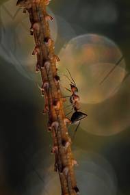 Radim Hlaváč: Vzhůru na měsíc. Nominace v kategorii Bezobratlí.