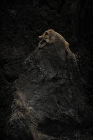 Jan Molinský: Odpočinek. Nominace v kategorii Zvířata v lidské péči.