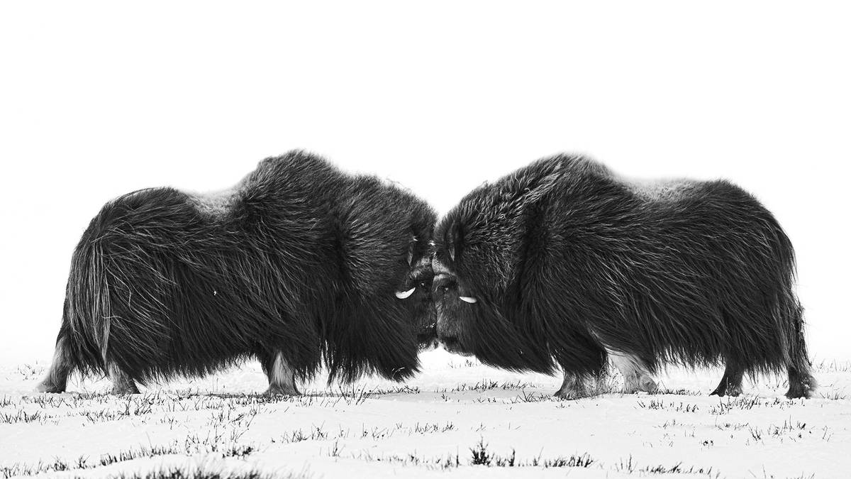 Soutěž Czech Nature Photo o nejlepší snímek přírody pořízený českými a slovenskými fotografy vstoupila už do svého sedmého ročníku a nyní ohlásila nominace v jednotlivých kategoriích. Jejich přehled přinášíme ve fotogalerii. Autorem tohoto snímku je Jaromír Daněk: Pižmoň severní - měření sil. Nominace v kategorii Savci.