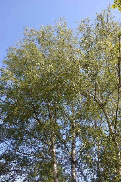 Nadace ČEZ vypsala i pro letošní rok grantové řízení na výsadbu stromů.
                              Číst dál...