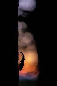 Jan Pokluda: Král doubravy. Nominace v kategorii Nejlepší fotografie české přírody.