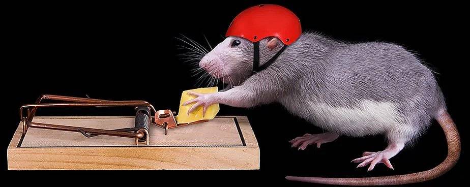 Vážení občané,
v důsledku stavebních prací na Jihlavské ulici došlo k vyhnání potkanů do klidnějších částí. Proto 3.11. v obci proběhne plošná deratizace. Pokud máte problém s potkany na svých pozemcích, vyplňte žádost o návštěvu deratizátora na https://forms.gle/sCMaC3LXEgxiHE337 nebo se obraťte na úřad městyse. Deratizace je bez poplatku.