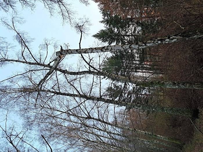 Podnět byl obratem předán TSHS a ti již břízu odstraňují. OVŽP MěÚ Horní Slavkov.