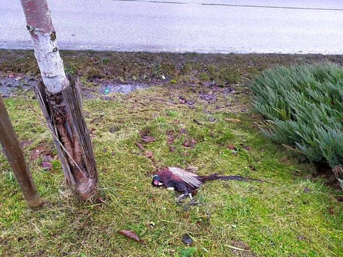 Bažant je odklizen.