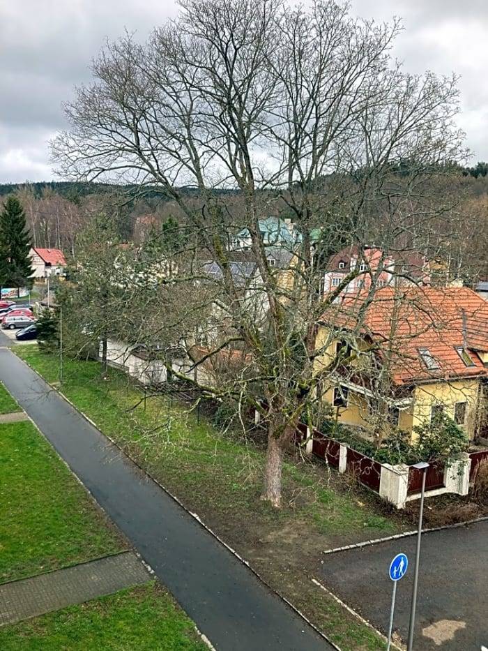 Dobrý den podnětem se zabýváme, byl proveden dendrologický průzkum, dokonce za účasti certifikovaného arboristy. Strom není provozně nebezpečný, nicméně provedeme lokální obvodovou redukci, odlehčení koruny. Tyto pěstební opatření spolu s dalšími teď musíme vysoutěžit jako veřejnou zakázku malého rozsahu - zrovna probíhá... a po výběru firmy  budou pěstební opatření provedena.  Pěstební opatření na dřevinách se provádí ve vegetační sezóně tak aby mohla dřevina na ořez reagovat a rány zavalit. Znovu opakuje na stromě nejsou žádné suché větve hrozící bezprostředním pádem.