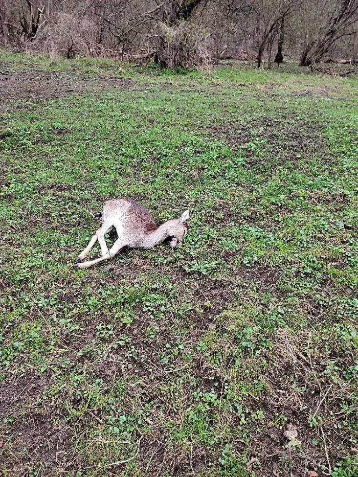 Dobrý den pane Tůmo,
Zvěř byla nalezena a odstraněna. 
Děkujeme za podnět.