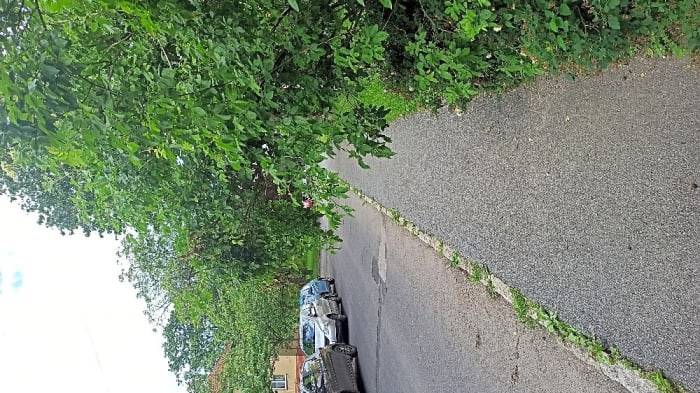 Dobrý den, zeleň byla sestříhána. Děkujeme TDS.