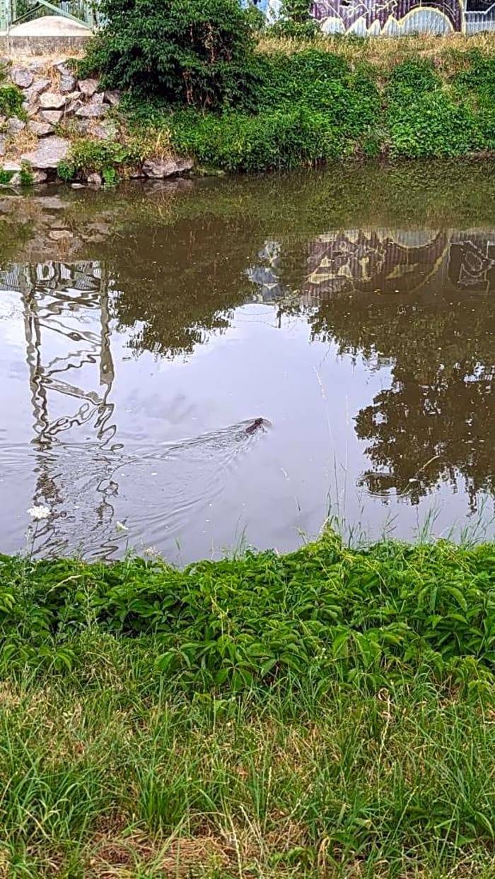 Dobrý den, to je potřeba nahlásit povodí.
Šťastná