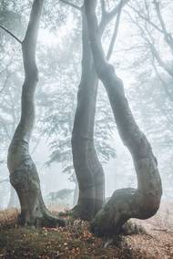 Krušnohorské bučiny