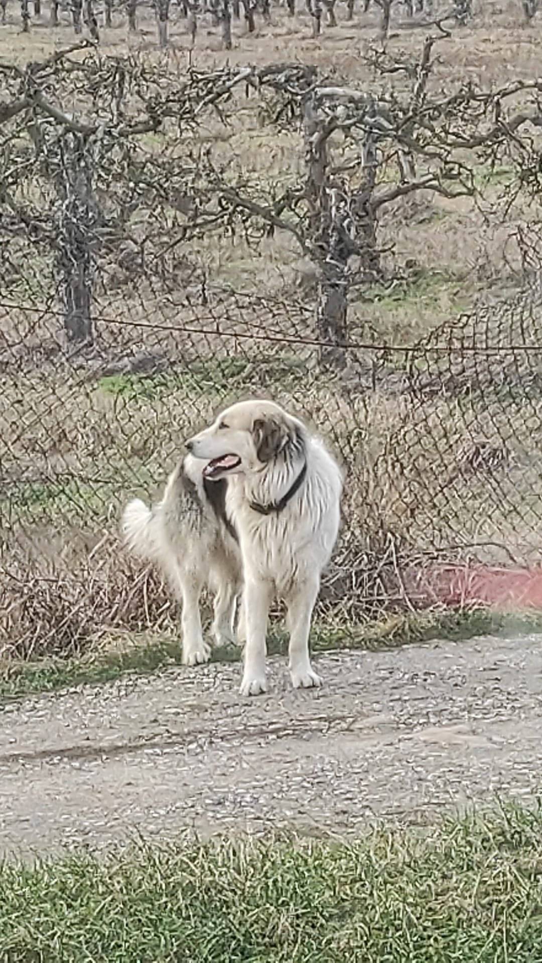 Hledame majitele nalezeného psa, který se dnes 15.01.2024 našel v Libočanech. Více na www.libocany.cz, nebo na 608733103.
