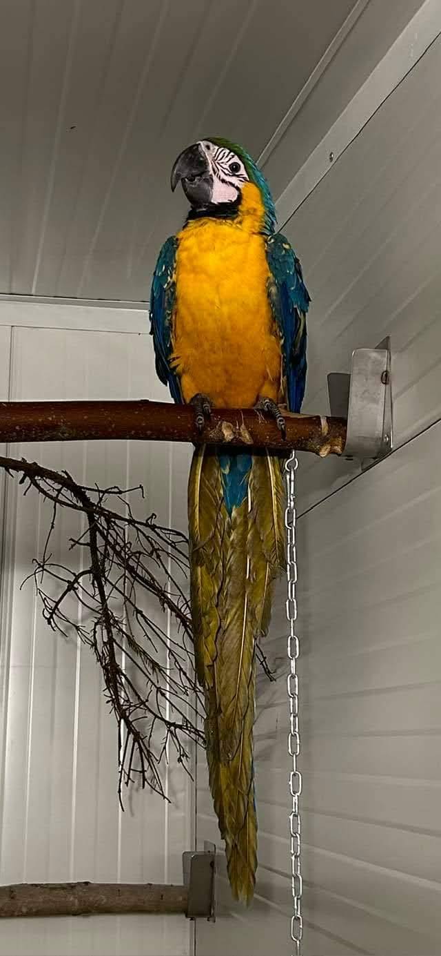 V obci Javornice se ztratila Ara Ararauna, pokud ji někde spatříte, nesnažte se jí chytat, volejte prosím na tel. č. 601502790 .
Děkujeme
Bc. Vlastimil Zachoval
starosta obce
Javornice,čp.3,51711
mobil: 737 310 572
tel.OÚ: 494 545 135
www.obecjavornice.cz