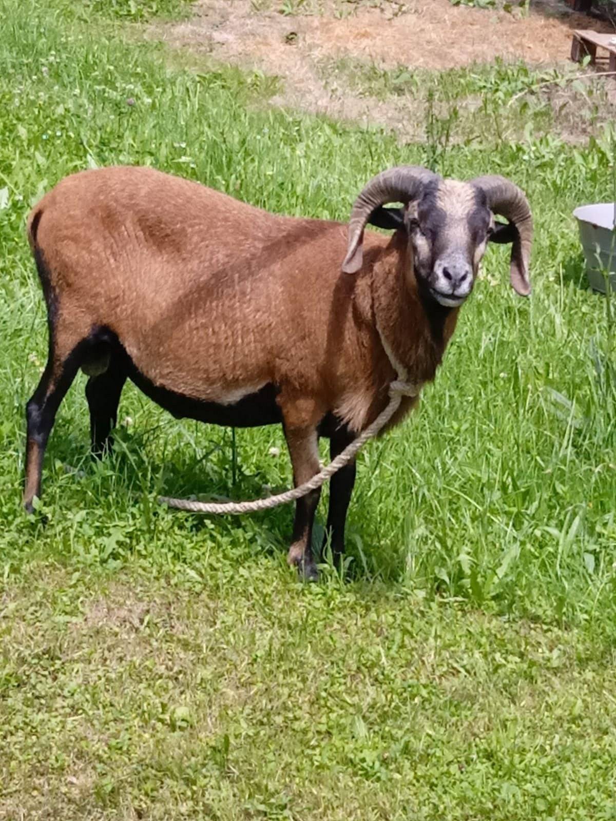 Komu se ztratila kamerunská ovce (beránek), pak tento je u místostarosty ve Starých Hradech (kontakt 608 450 100, případně 777 598 389).