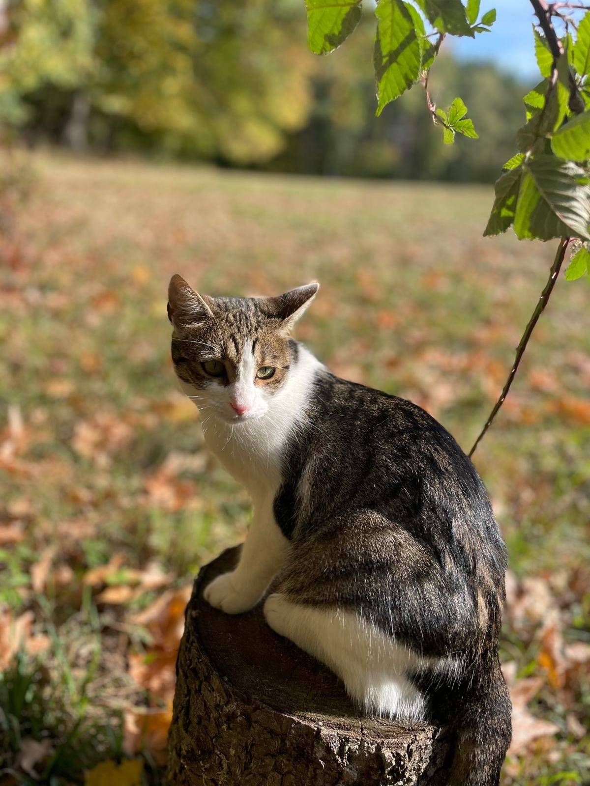 Hledáme bílo/mouratou kočku ELSU. Ve čtvrtek večer se již nevrátila na adresu Neratov 38. Budeme rádi za info pokud jste jí někdo viděl. Ozvěte se na tel. 736420999. Děkuju moc za ochotu. Kadlecová