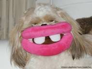 Victoria Lalleyová: Charlieho nová zubní náhrada. Ukázka ze snímků doposud přihlášených do soutěže Animal Friends Comedy Pet Photo Awards