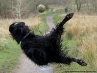 Pat Heardová: Jejda, minul jsem. Ukázka ze snímků doposud přihlášených do soutěže Animal Friends Comedy Pet Photo Awards