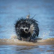 Christine Johnsonová: Zatřást a vysušit. Ukázka ze snímků doposud přihlášených do soutěže Animal Friends Comedy Pet Photo Awards