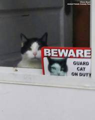 Dana Mayerová: Hlídací kočka ve službě. Ukázka ze snímků doposud přihlášených do soutěže Animal Friends Comedy Pet Photo Awards