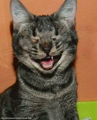 Fie Olsen: Kočičí smích. Ukázka ze snímků doposud přihlášených do soutěže Animal Friends Comedy Pet Photo Awards