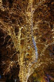 A krása vánočně ozdobených stromů ve Vídni. "Docela připomínají zlatavé obrazy tamního rodáka Gustava Klimta."