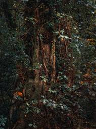 A krása vánočně ozdobených stromů ve Vídni. "Docela připomínají zlatavé obrazy tamního rodáka Gustava Klimta."