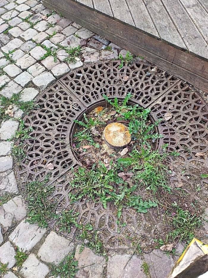 Byla provedena náhradní výsadba.