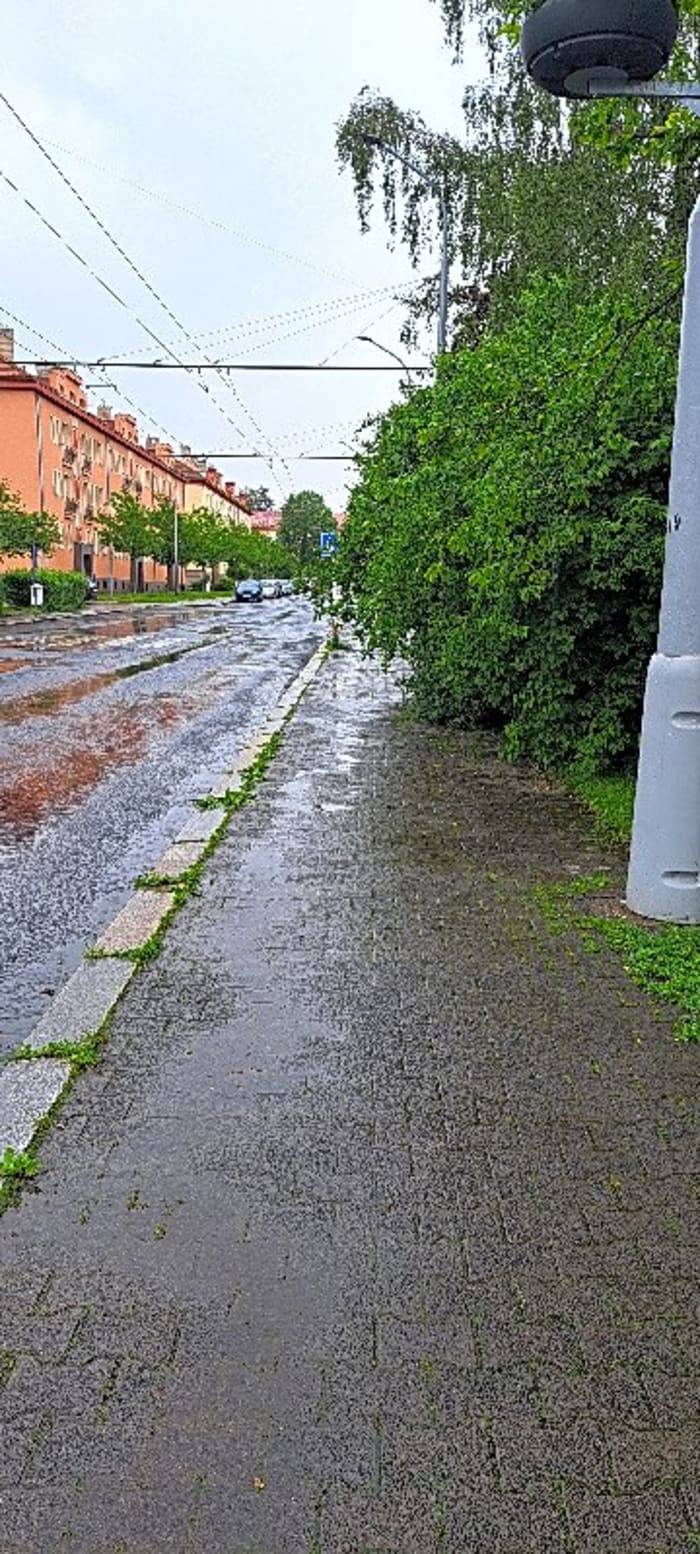 Zasahující keř bude zakráce