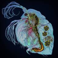 Adalbert Mojrzisch (Německo): Malí živočichové v protisvětle. Finalista v kategorii Příroda a zvířata. Ukázka ze série snímků.