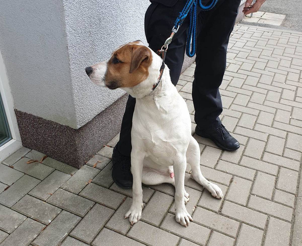 V Nádražní ulici byl dnes nalezen pes. Prosíme majitele aby se ozval na linku městské policie 156. Sdílejte prosím informaci, ať se dostane ke svému majiteli co nejdříve. Děkujeme!
EDIT: Majitel se již našel. Děkujeme za vaši pomoc!