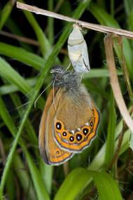 Jiří Tichota lovil motýly i na mexických pyramidách v roce 2007.