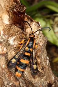 Jiří Tichota lovil motýly i na mexických pyramidách v roce 2007.