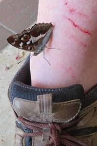 Jiří Tichota lovil motýly i na mexických pyramidách v roce 2007.