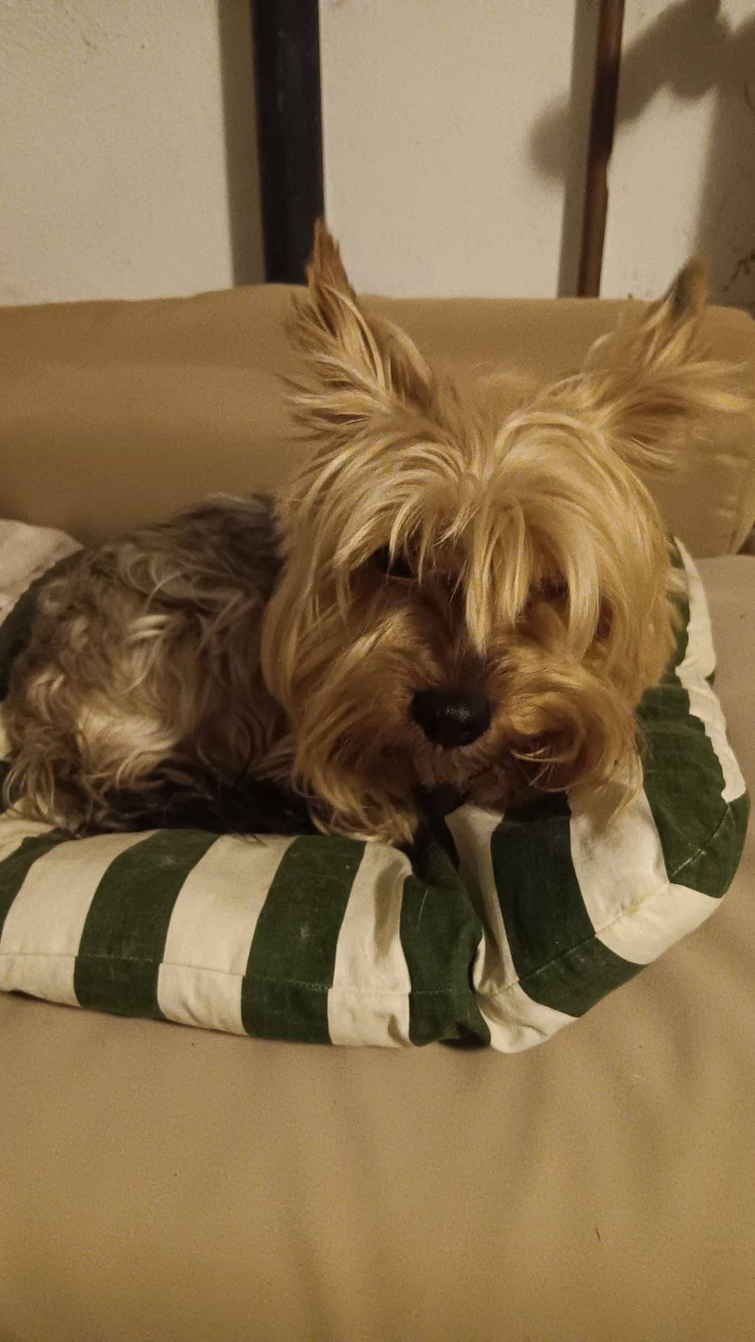 Ve Lhotě byla nalezena fenka yorkshira. Pokud ji někdo postrádáte, volejte tel. 724115096.