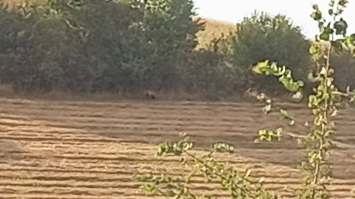 Vážení občania,
opätovne vás vyzývame k opatrnosti a zvážení prechádzok mimo obytných lokalít, nakoľko sa medveď stále pohybuje po katastri obce. Na fotografii je v lokalite Farské včera podvečer a "vykračuje si" po poľnej, vychodenej  ceste. Buďte prosím opatrní.