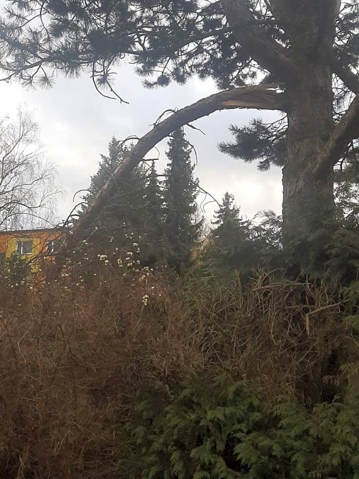 Dobrý den, technikovi nahlášeno, větev bude odstraněna.