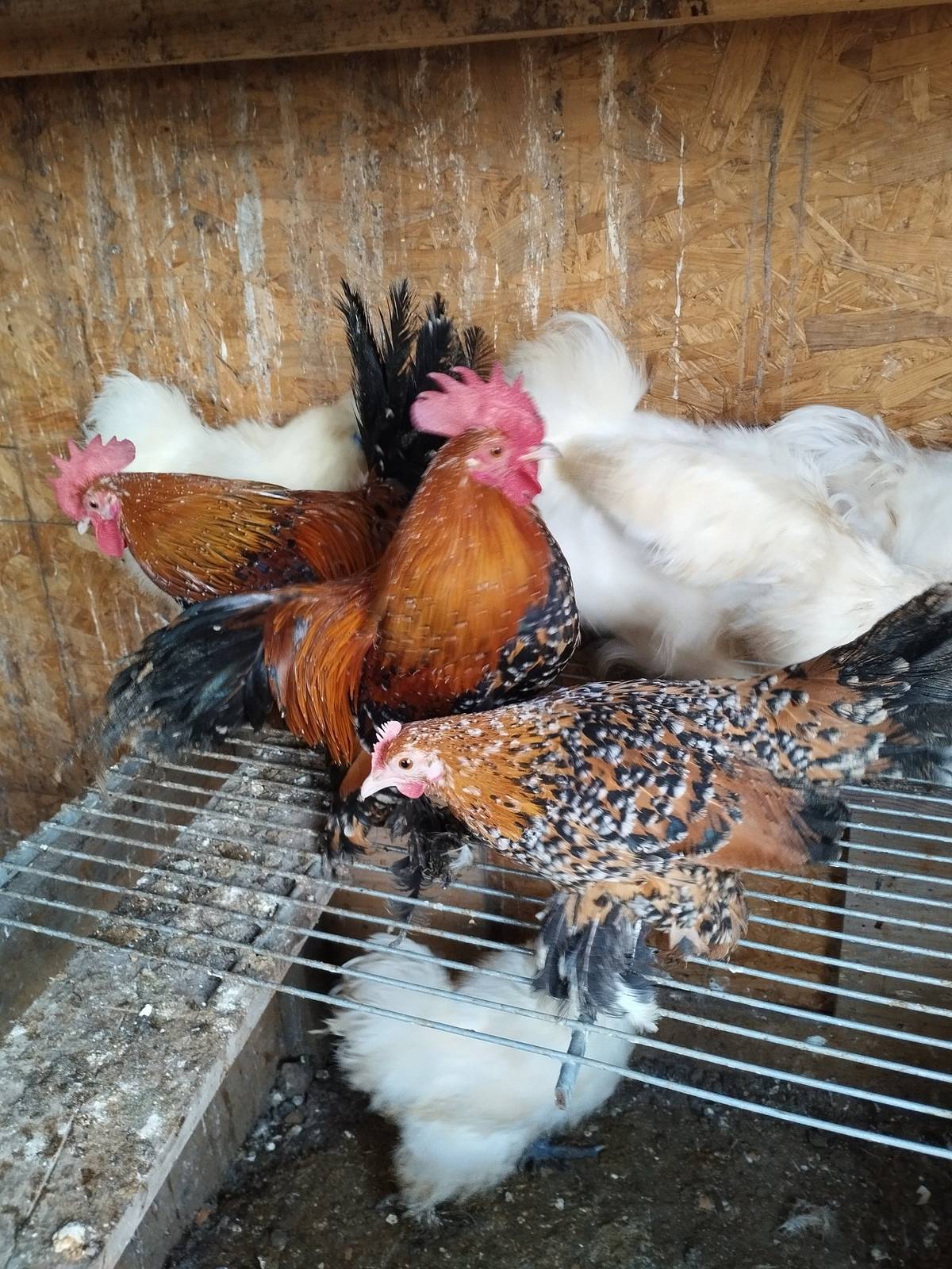 Firma Novák Radomyšl oznamuje na čt. 28.3. v 9,15 před OÚ Kadov  prodej kuřiček ve stáří 20 týdnů za cenu 250,- Kč. Další prodej bude 25.4.