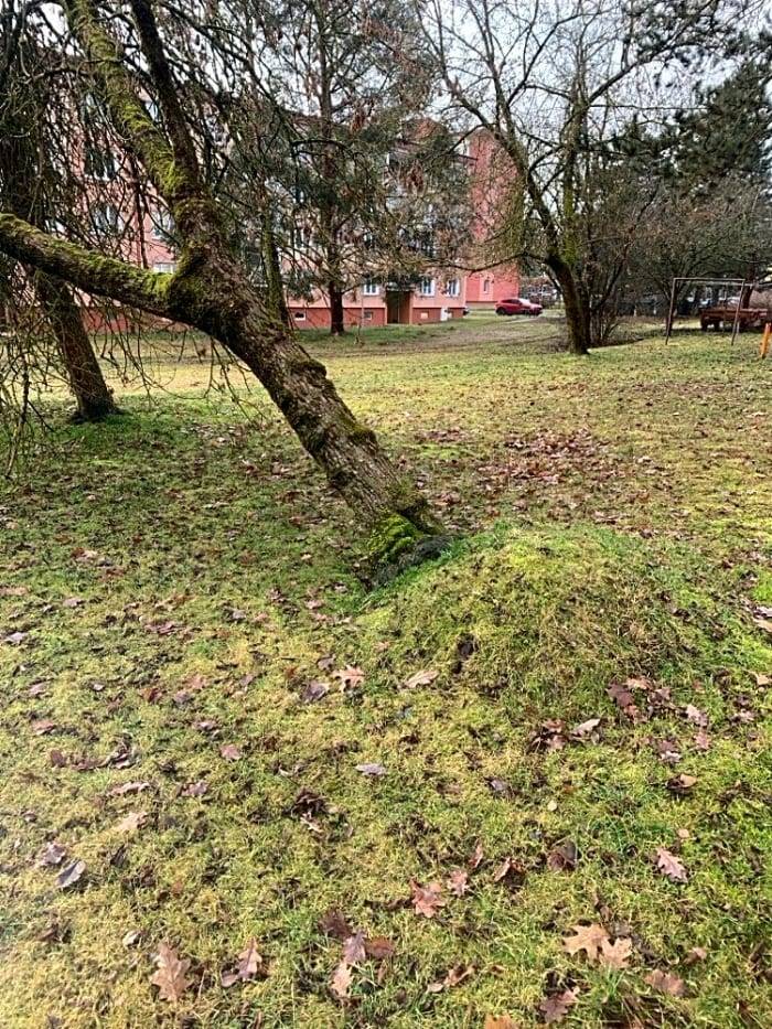 Děkujeme za podnět situací se budeme zabývat v rámci údržby zeleně