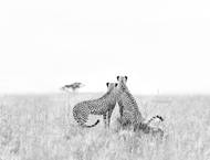 Galerie Czech Photo Centre se nachází 100 metrů od stanice metra Nové Butovice na adrese Seydlerova 2835/4, Praha 5.