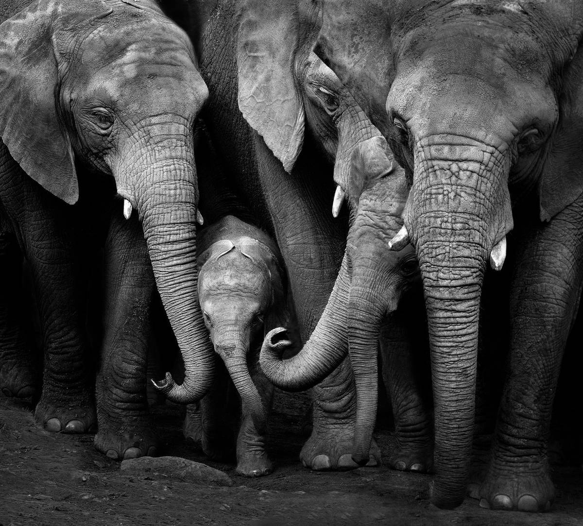 Fotografická soutěž Czech Nature Photo je už tradičně spojena s výstavou jednoho z porotců. Letos své snímky v pražské galerii Czech Photo Centre představuje španělská fotografka divoké přírody Marina Cano. Výstava s názvem Cesta k divočině bude otevřena do 24. dubna.