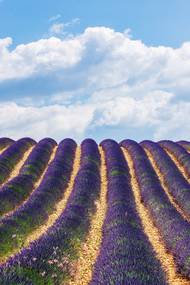 Lány v okolí Valensole.