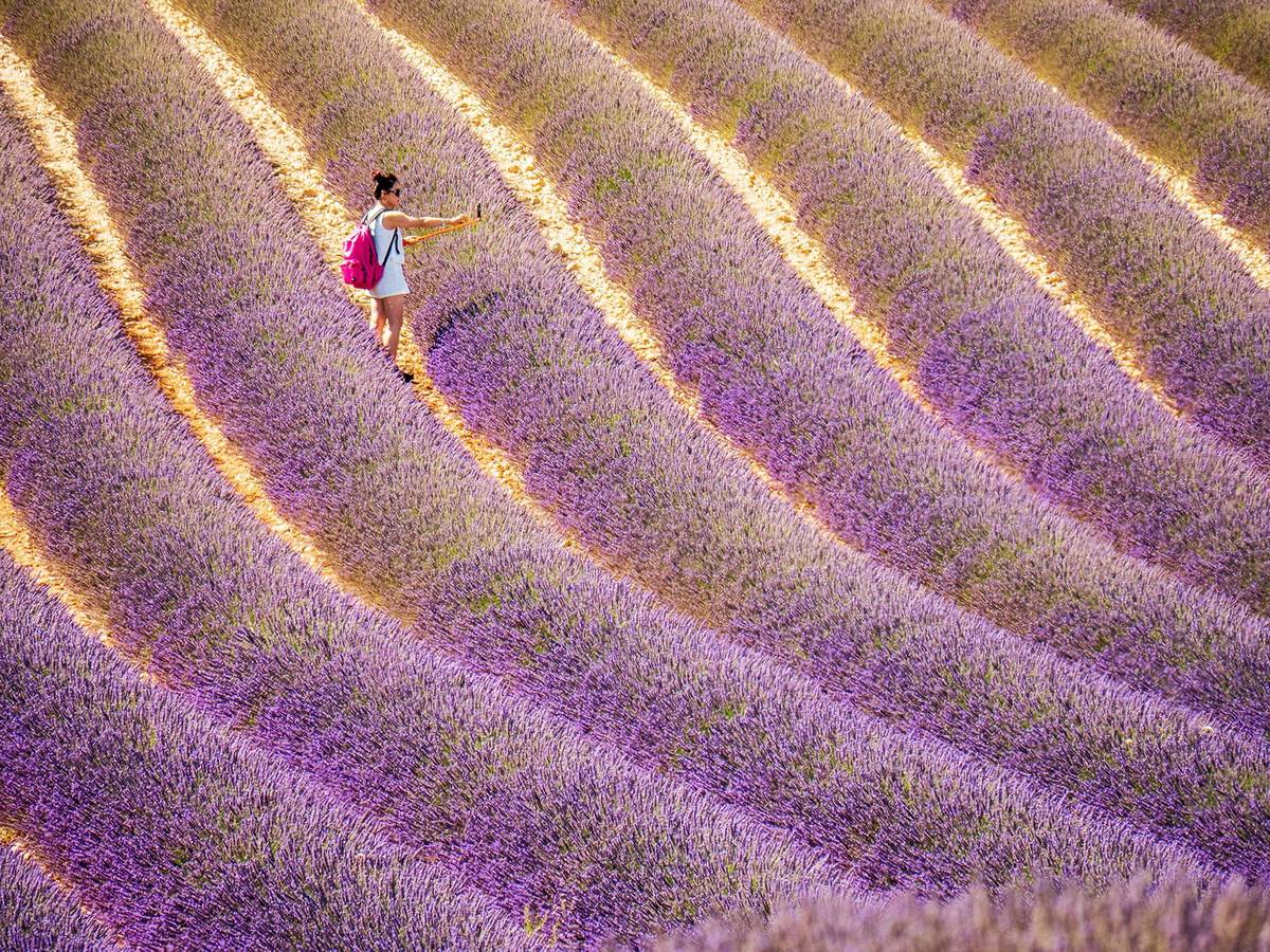 Nejkrásnější pole s pravidelnými řádky nejdete v okolí vesnice Valensole.