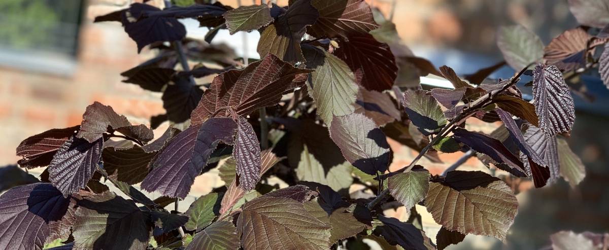 Firma JUKKA přijede do naší obce ve čtvrtek 30. března 2023 a bude na parkovišti pod kostelem od 9:00 - 9:45 hod. prodávat stromky k jarní výsadbě.
Jabloně a hrušně i sloupcovité, meruňky, nektarinky, broskve, rezistentní švestky vhodné na pálení, švestky japonské, švestkomeruňky, ryngle, durancie, třešně, višně, višně keřové a zakrslé, třešňovišně, kdouloně, jedlé kaštany, olivy, moruše bílé, mrazuodolný fíkovník, granátové jablka, ziziphus jujuba, roubované ořešáky, keřové a stromkové rezistentní angrešty, keřové a stromkové rybízy černé, červené a bílé, stromkové a keřové josty, ostružiny, maliny červené a černé, malinojahody, rakytník, stolní vinnou révu, kanadské, indiánské a čukotské borůvky, růže keřové, rododendrony, azalky, sazenice jahod, brusinky,2-odrůdový ibišek, samosprašné kiwi, aronie keřové, klematis, dřín jedlý odrůdový, hortenzie, motýlí keře, čilimník, zakrslý bambus, šeřík keřový a jiné. 
Více informací najdete na letácích ve vašich poštovních schránkách.