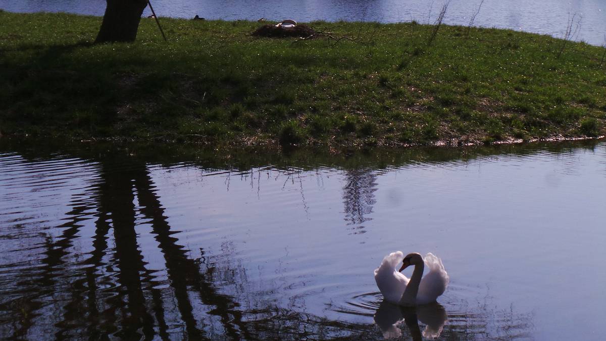 Důrazně žádáme majitele psů, aby v době hnízdění labutí měli své psy v okolí Proboštovského rybníka na vodítku!